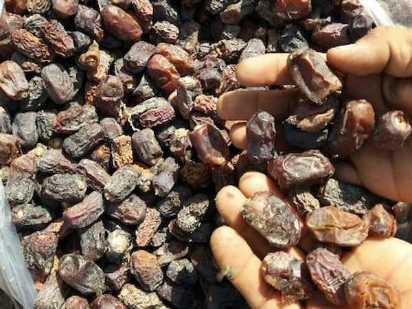 تصویر 4 از خرید ضایعات خرما تبریز + قیمت فروش استثنایی
